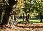 Jochen Mensing: Buche im alten Botanischen Garten, in ihrem Laub kann man wunderbar spielen